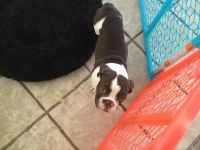Old English Bulldog Puppies for sale in West Texas, El Paso, TX 79901, USA. price: $2,000