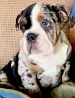 Old English Bulldog Puppies for sale in Orlando, FL, USA. price: $3,000