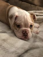 Old English Bulldog Puppies for sale in Nashville, Tennessee. price: $1,000