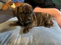 Old English Bulldog Puppies for sale in Sanford, North Carolina. price: $800