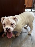 Old English Bulldog Puppies for sale in North Olmsted, Ohio. price: $1,200