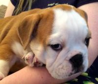 Old English Bulldog Puppies for sale in Texada Island, Powell River D, BC V0N, Canada. price: $800
