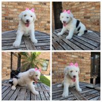 Old English Sheepdog Puppies for sale in Elsa, TX, USA. price: NA