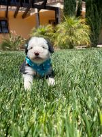 Old English Sheepdog Puppies for sale in Orange, CA, USA. price: NA