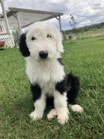 Old English Sheepdog Puppies for sale in Thermopolis, WY 82443, USA. price: NA
