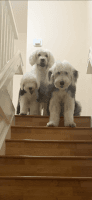 Old English Sheepdog Puppies for sale in Miami, FL, USA. price: NA