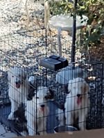 Old English Sheepdog Puppies for sale in CA-18, Victorville, CA, USA. price: NA