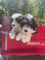 Old English Sheepdog Puppies for sale in Libertyville, IL 60048, USA. price: NA