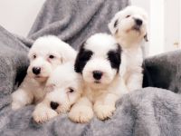 Old English Sheepdog Puppies for sale in Katy, TX 77449, USA. price: NA