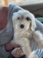 Old English Sheepdog Puppies for sale in Little Rock, AR, USA. price: NA