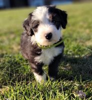 Old English Sheepdog Puppies for sale in Seaman, OH 45679, USA. price: NA