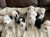 Old English Sheepdog Puppies for sale in Springville, UT, USA. price: NA