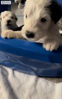 Old English Sheepdog Puppies for sale in Henderson, NV 89011, USA. price: NA