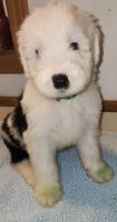 Old English Sheepdog Puppies for sale in South Bend, IN, USA. price: NA