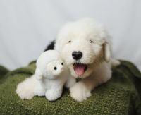 Old English Sheepdog Puppies for sale in Nampa, ID, USA. price: NA