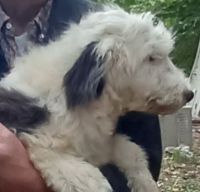 Old English Sheepdog Puppies for sale in Mineral, VA 23117, USA. price: NA