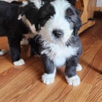 Old English Sheepdog Puppies for sale in Afton, WY 83110, USA. price: NA
