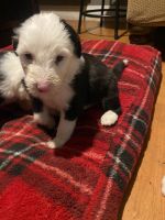 Old English Sheepdog Puppies for sale in Carrollton, TX, USA. price: NA