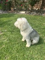 Old English Sheepdog Puppies for sale in Mesquite, TX, USA. price: NA