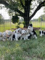 Old English Sheepdog Puppies for sale in Fulton, MO 65251, USA. price: $3,200