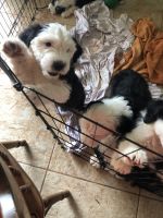Old English Sheepdog Puppies for sale in Tucson, AZ, USA. price: $1,500