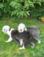 Old English Sheepdog Puppies for sale in South Bend, IN, USA. price: $1,300