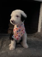 Old English Sheepdog Puppies for sale in YSLETA SUR, TX 79907, USA. price: $350