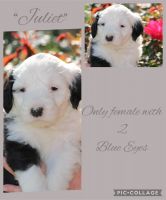 Old English Sheepdog Puppies for sale in West Monroe, Louisiana. price: $1,800