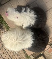Old English Sheepdog Puppies for sale in Frisco, TX, USA. price: $600