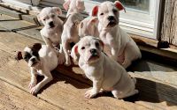 Olde English Bulldogge Puppies Photos