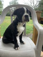 Olde English Bulldogge Puppies for sale in Sackets Harbor, NY 13685, USA. price: NA