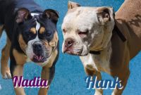 Olde English Bulldogge Puppies for sale in 14997 S Eagle Valley Rd, Tyrone, PA 16686, USA. price: NA