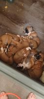 Olde English Bulldogge Puppies for sale in Houston, TX, USA. price: NA