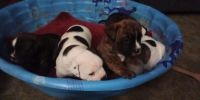 Olde English Bulldogge Puppies for sale in Owen, WI, USA. price: NA