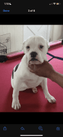 Olde English Bulldogge Puppies for sale in Charlotte, NC 28214, USA. price: NA