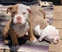 Olde English Bulldogge Puppies for sale in Littleton, CO, USA. price: $1,500