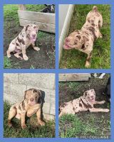 Olde English Bulldogge Puppies for sale in Zimmerman, MN 55398, USA. price: $1,200