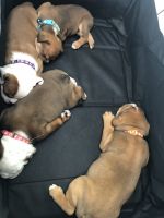Olde English Bulldogge Puppies for sale in Marietta, GA, USA. price: $1,700