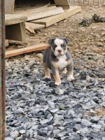 Olde English Bulldogge Puppies for sale in Trion, GA 30753, USA. price: $2,000