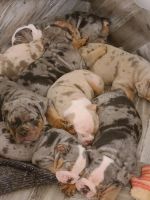 Olde English Bulldogge Puppies for sale in Rochester, NY, USA. price: $2,000