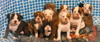Olde English Bulldogge Puppies for sale in Rogersville, TN 37857, USA. price: NA