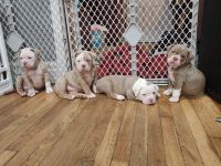 Olde English Bulldogge Puppies for sale in Farmersville, Ohio. price: $2,500
