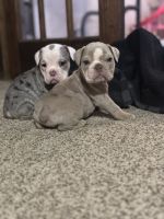 Olde English Bulldogge Puppies for sale in Claysville, Pennsylvania. price: NA