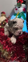 Olde English Bulldogge Puppies for sale in Jacksonville, Florida. price: $750
