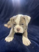 Olde English Bulldogge Puppies for sale in Brooksville, Kentucky. price: $1,000