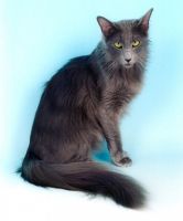 oriental longhair cat