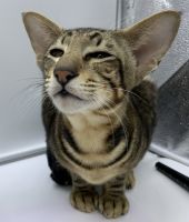 Oriental Shorthair Cats for sale in 217 Hockenbury Rd, Hillsborough Township, NJ 08844, USA. price: NA