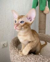 Oriental Shorthair Cats for sale in Beach Blvd, Huntington Beach, CA, USA. price: $400