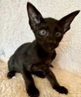 Oriental Shorthair Cats for sale in New York, NY, USA. price: $1,750