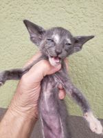 Oriental Shorthair Cats for sale in San Diego, CA, USA. price: $1,200